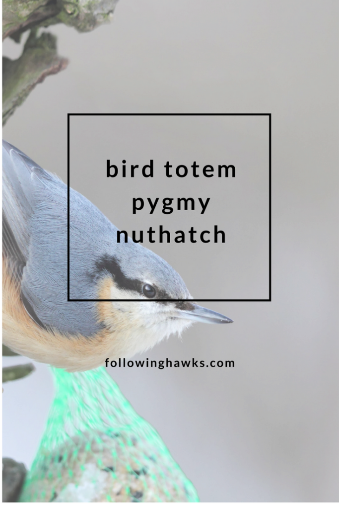 What do nuthatches symbolize?