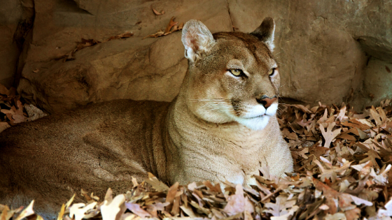 My first dream about a mountain lion.