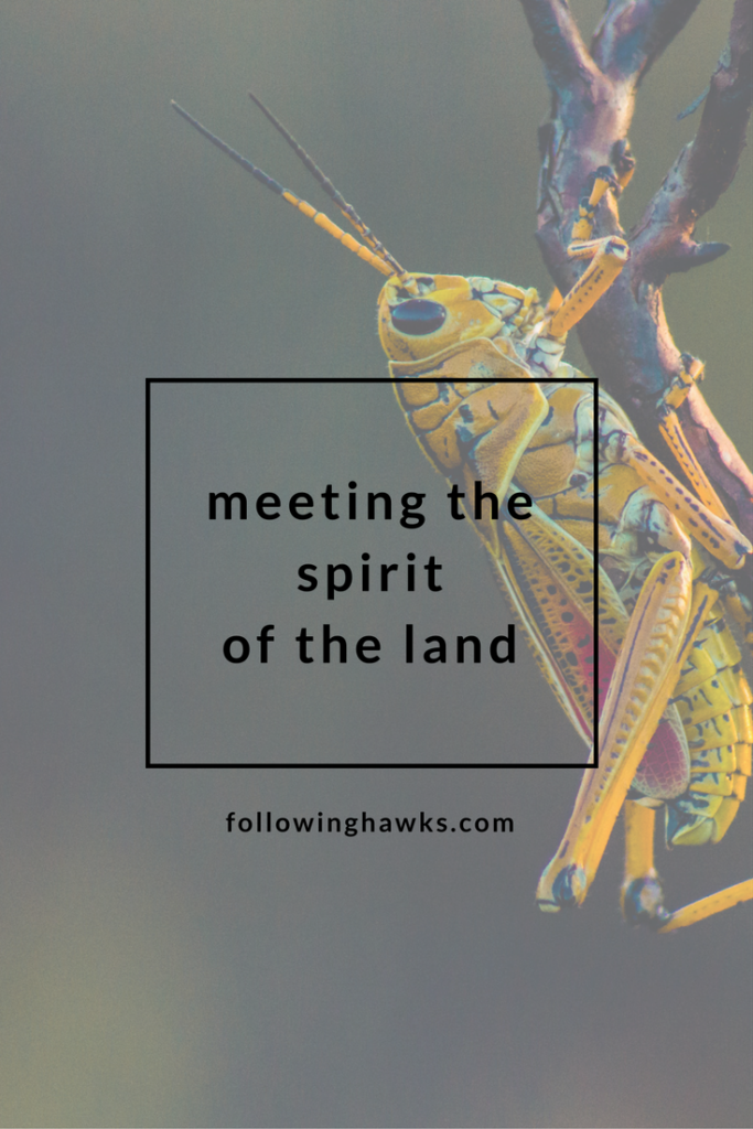 Shamanism | Animal Totem | Meet the Spirit of the Land