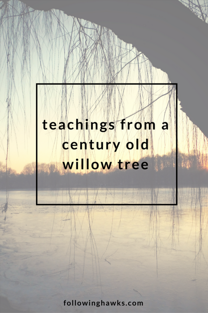 Willow Tree | Totem | Reiki