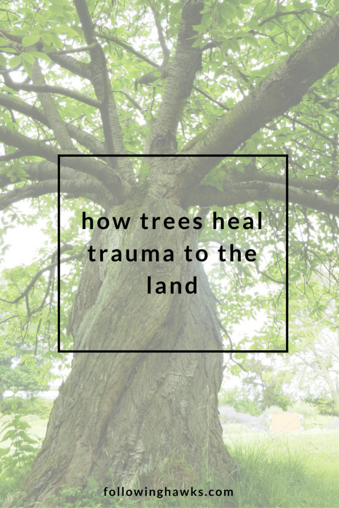 Trees | Energy Healing | Trauma
