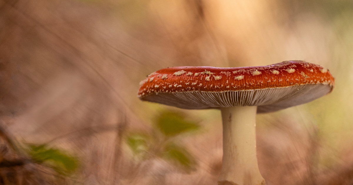 69. The Ancient Wisdom of Amanita Muscaria with Amanita Dreamer ...